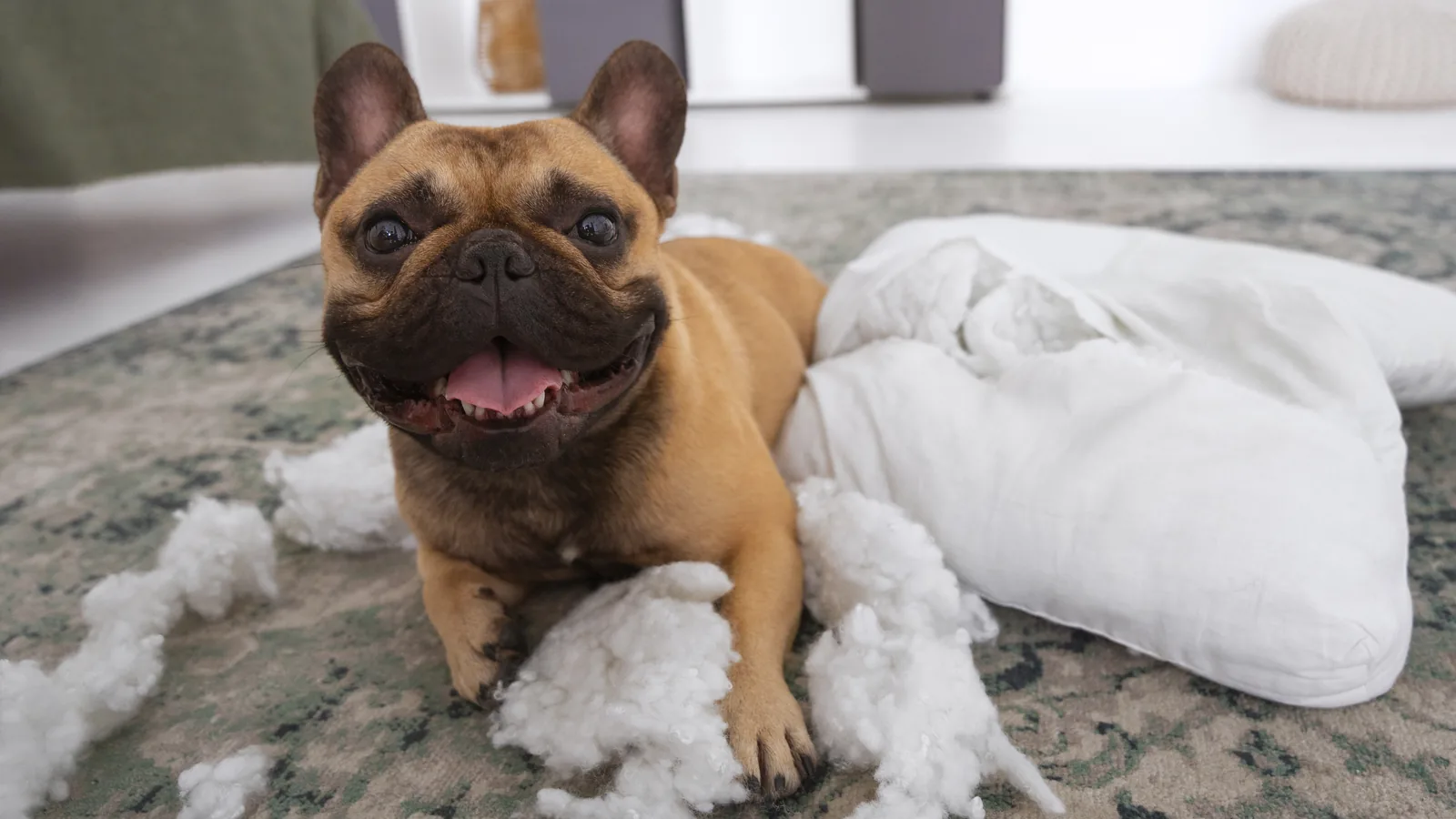 Vidám francia bulldog egy szétszedett párna töltete mellett a szőnyegen