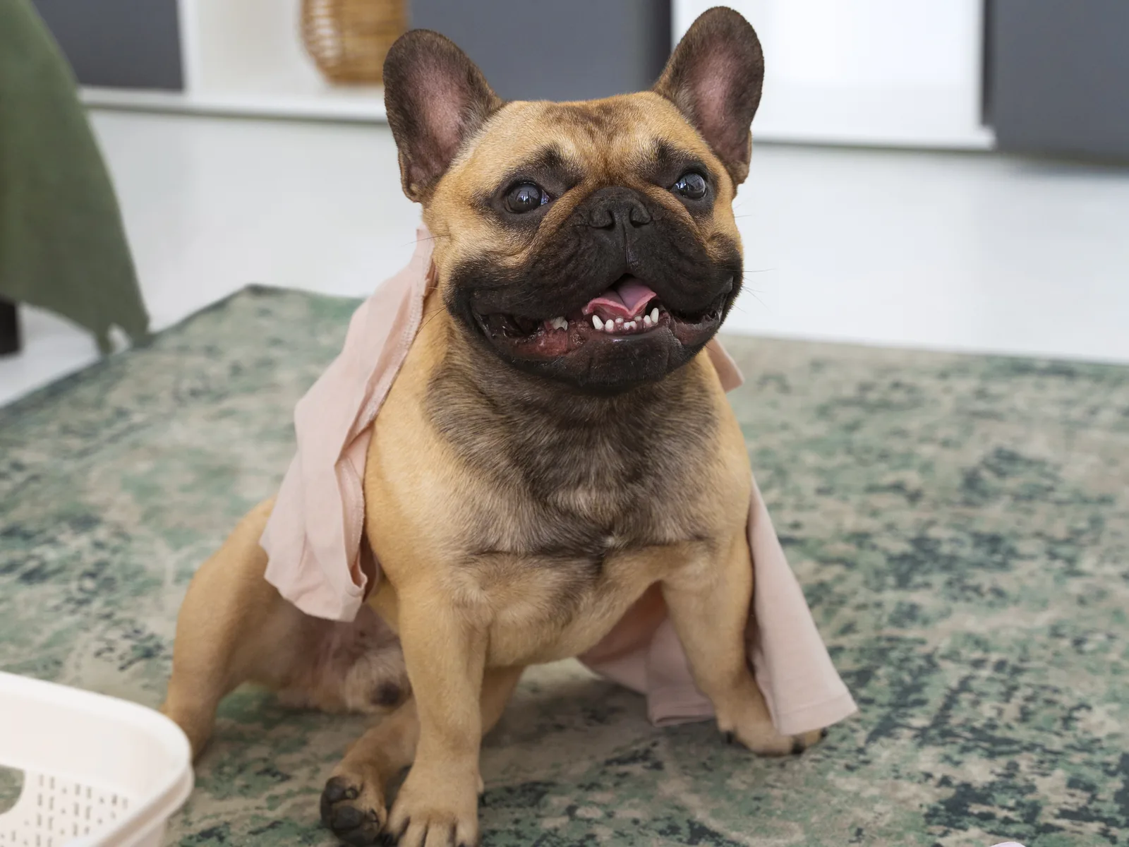 Mosolygó francia bulldog ruhákkal egy mintás szőnyegen