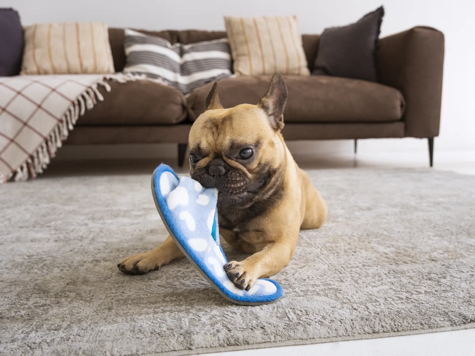 Papucsot rágcsáló francia bulldog egy nappali szőnyegén