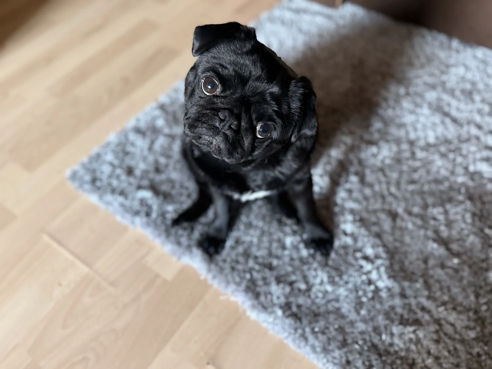 Luna, a fekete mopsz egy szürke szőnyegen