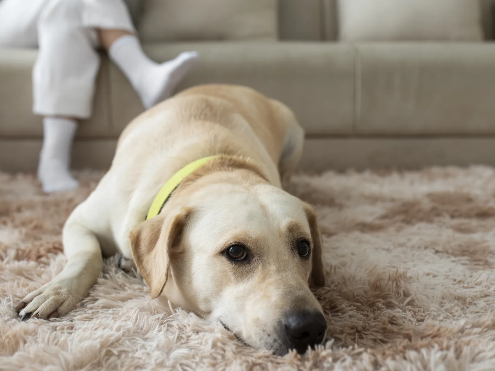 Pihenő labrador egy puha szőnyegen