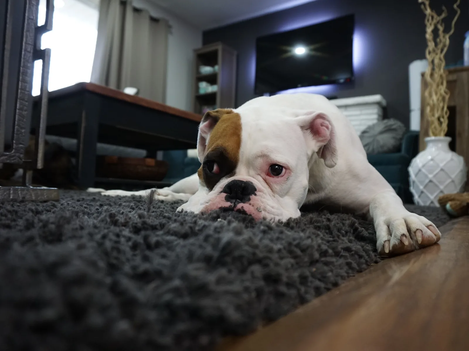 Pihenő boxer egy sötét szőnyegen