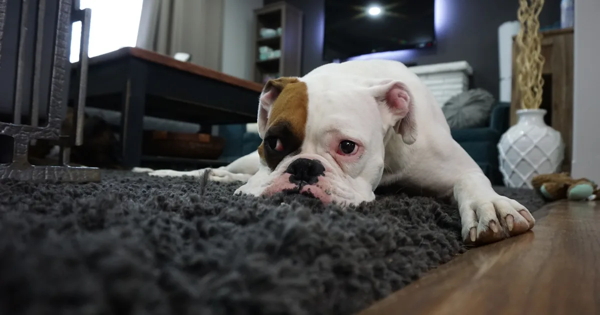 Boxer kutya pihen a szőnyegen