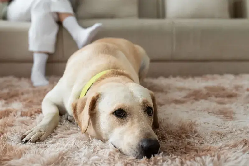 Labrador pihen a nagyszonyegtisztito.hu által tisztított shaggy szőnyegen