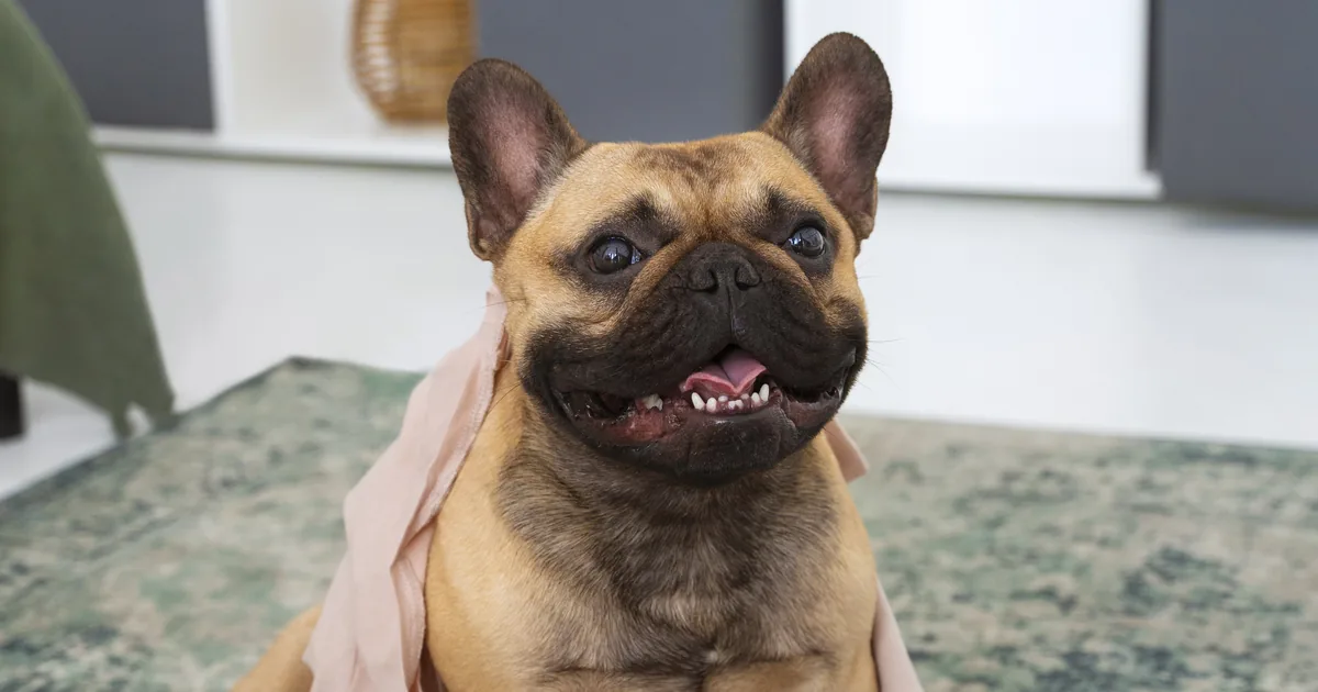 Francia bulldog ül a szőnyegen