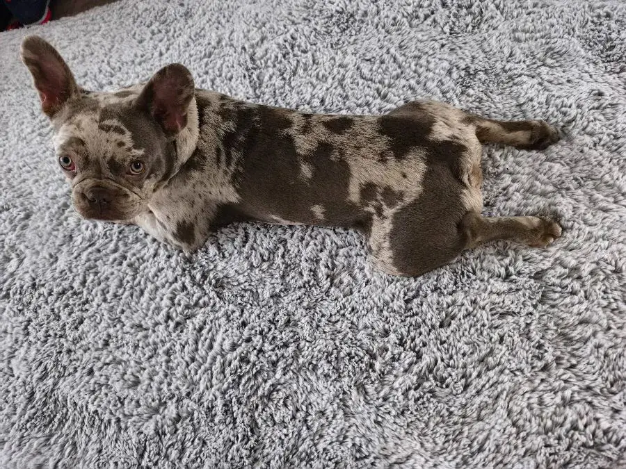 Churchill a 4 kerületből a frissen tisztított szőnyegen - Nagyszőnyeg Kft.