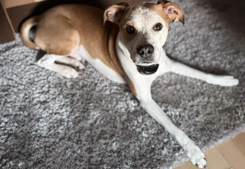 Maylo kutya pihen a Nagyszőnyeg Kft által tisztított kispesti shaggy szőnyegen