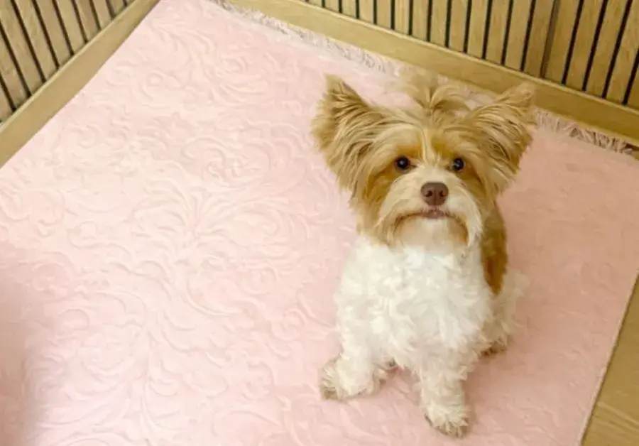 Labrador pihen a nagyszonyegtisztito.hu által tisztított shaggy szőnyegen