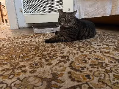 Cirmi a 8. kerületi vagány