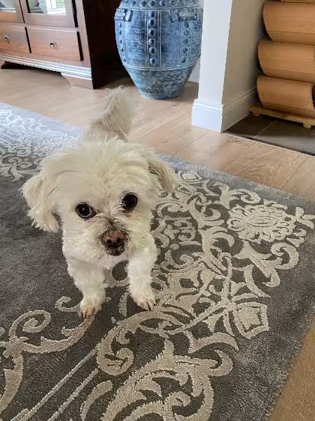 Churchill a Nagyszőnyeg Kft. első kutyusa