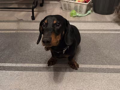 Milo a VI. kerületi tiszta szőnyegen